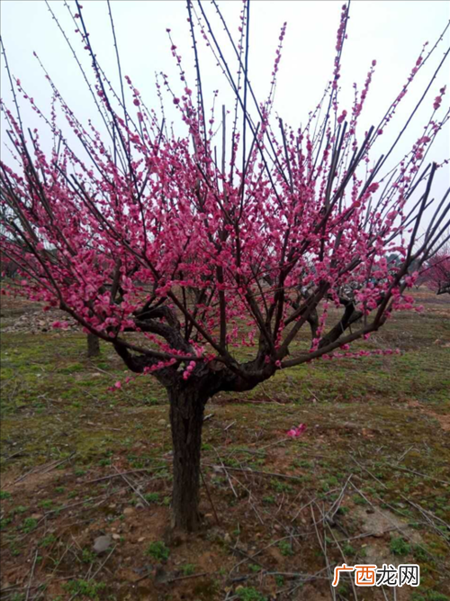 苗木栽植步骤 冬季苗木花卉怎么种植