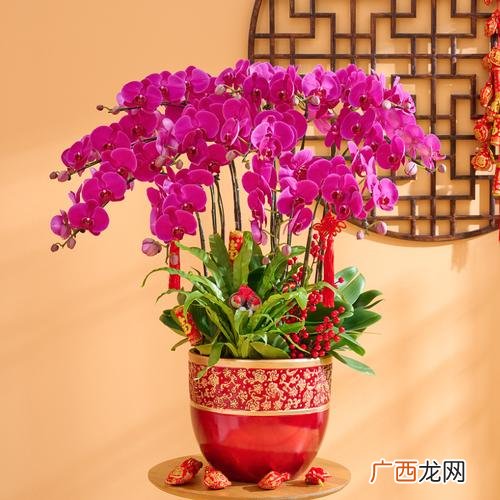 云南哪些山区有兰花 云南花卉蝴蝶兰