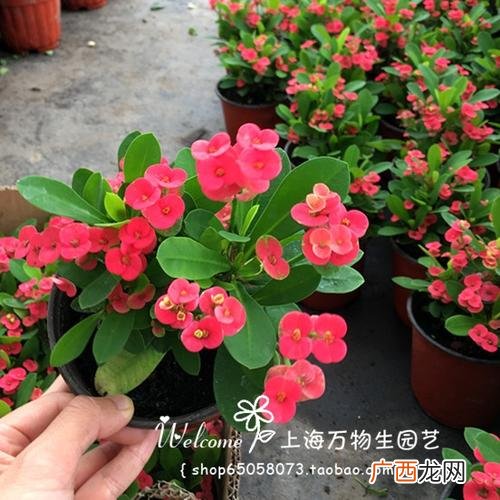 怎样养虎刺梅才能开花爆盆 花卉虎刺梅怎么样养