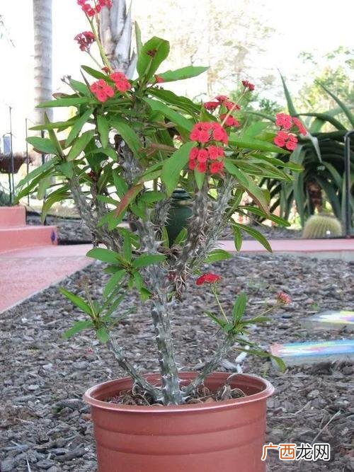 怎样养虎刺梅才能开花爆盆 花卉虎刺梅怎么样养