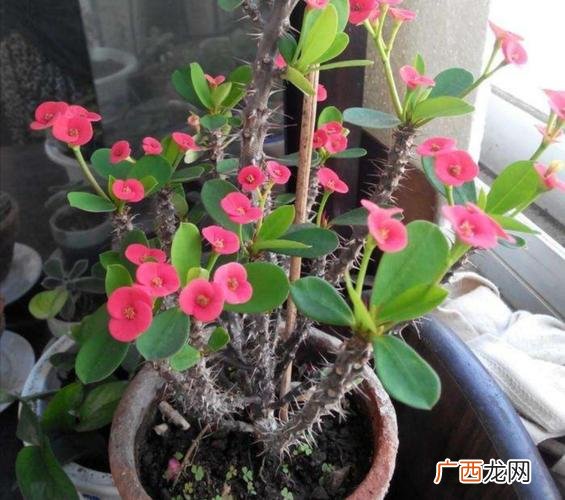 怎样养虎刺梅才能开花爆盆 花卉虎刺梅怎么样养