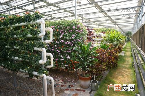 我国花卉产业发展现状 花卉产业新闻