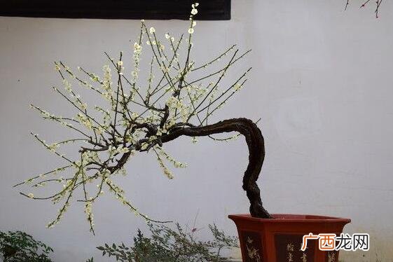 梅花盆景冬天养护方法 花卉盆景梅花冬天需要怎么养
