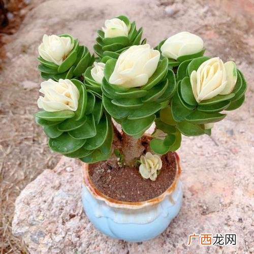 梅花盆景冬天养护方法 花卉盆景梅花冬天需要怎么养