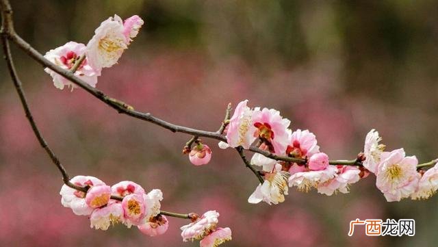 梅花盆景冬天养护方法 花卉盆景梅花冬天需要怎么养