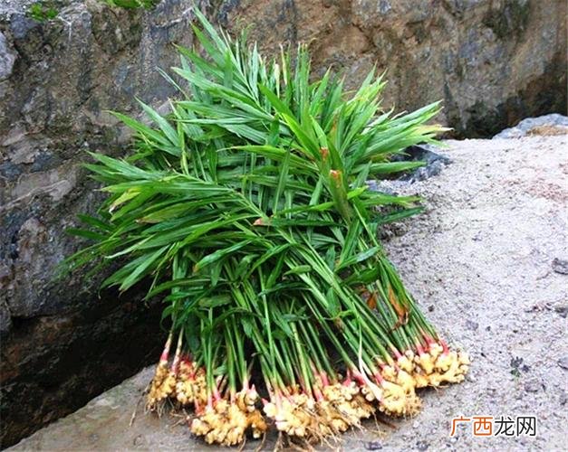 姜的种类及图片大全 姜类花卉大全