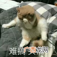 豆腐做素肉,做素肉机器