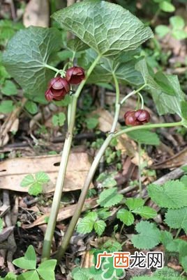 北川驴蹄草是什么?北川驴蹄草的功效与作用