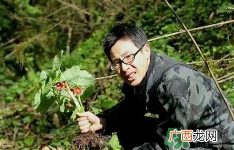 北川驴蹄草是什么?北川驴蹄草的功效与作用