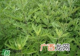艾叶可以治妇科病吗？艾叶能治妇科病吗