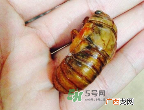 知了猴可以煮着吃吗？知了猴怎么煮？