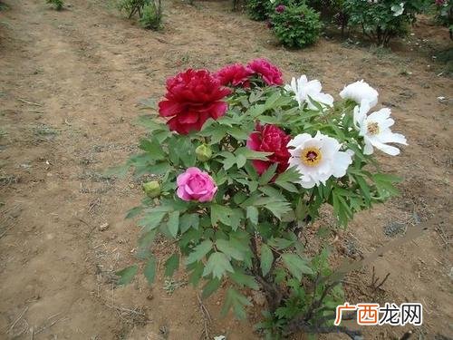 牡丹树苗的栽培技术 牡丹花的种植技术
