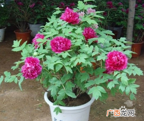 牡丹树苗的栽培技术 牡丹花的种植技术