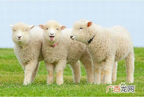 育肥山羊羔怎么育肥最快 羔羊育肥技术视频