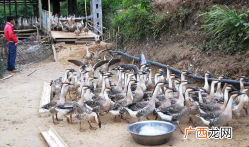肉鹅的饲养与管理技术 大鹅饲养管理技术是怎么样的