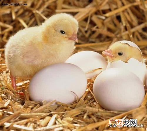 番鸭鸭苗孵化技术视频 鸭苗孵化技术