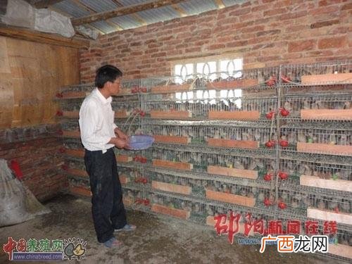 育雏保温棚怎样搭建 鹌鹑育雏技术
