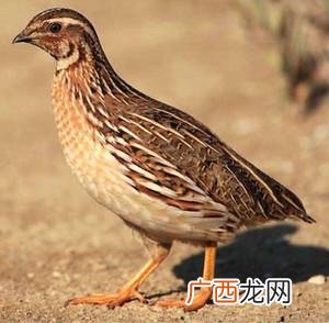 育雏保温棚怎样搭建 鹌鹑育雏技术
