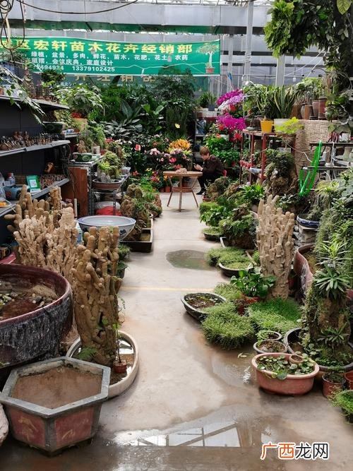绿植公司 附近花卉公司