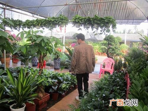 绿植公司 附近花卉公司