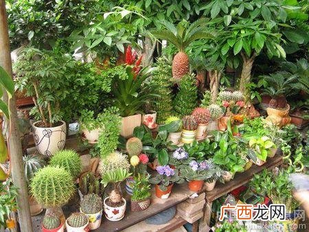 广州花卉研究中心 广州市花卉网