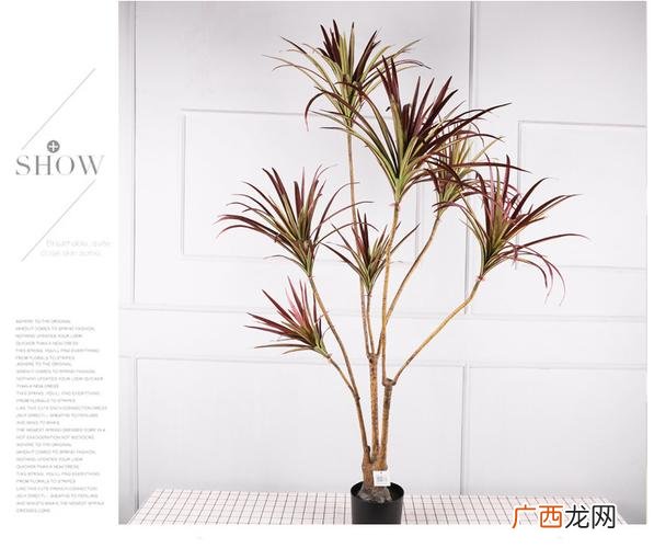 小叶铁树盆景图片 红叶花卉盆景图红叶铁树
