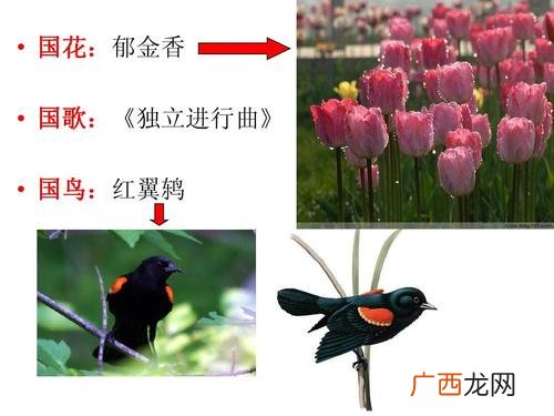 韩国国花 韩国花卉进口额