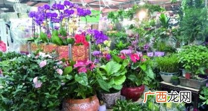 花木网交易平台 花卉买卖网