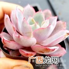 花木网交易平台 花卉买卖网