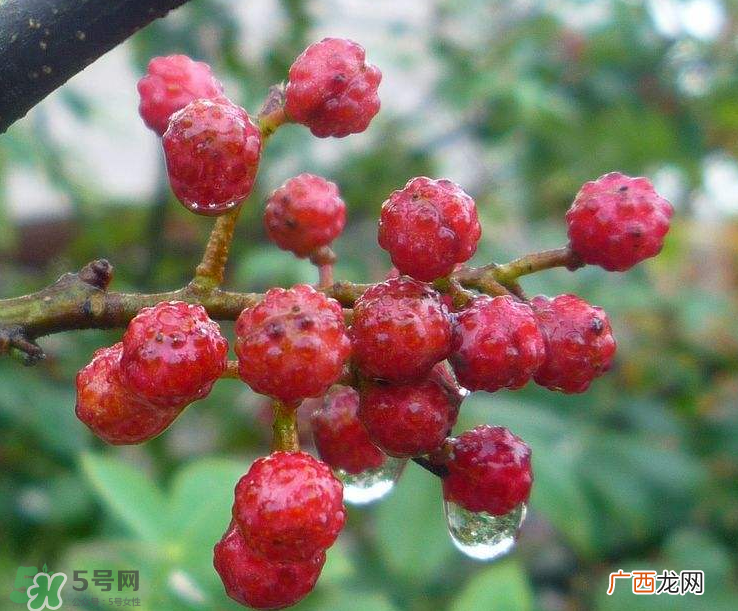 花椒泡脚能祛湿吗？怎样用花椒去湿去寒？
