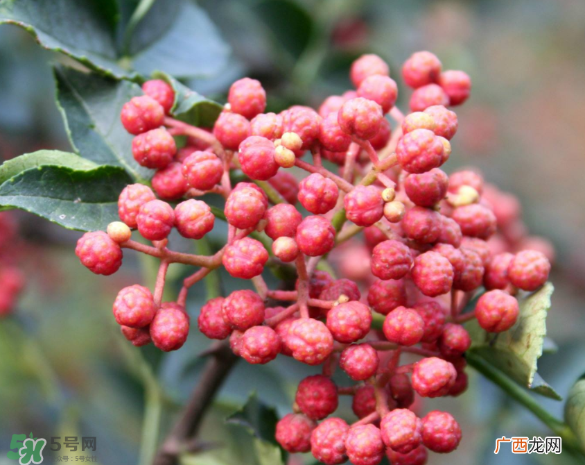 花椒泡脚能治白发吗?花椒泡脚白发能转黑吗?