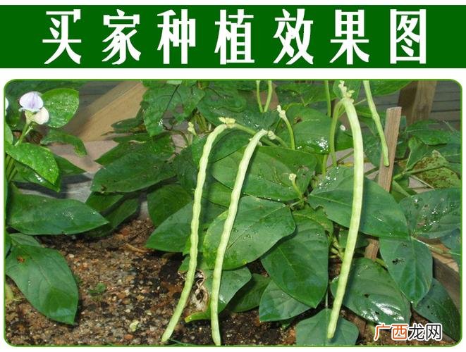 芸豆管理技术视频看看 芸豆的栽培技术视频