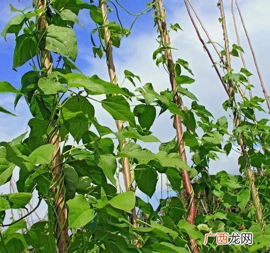 芸豆管理技术视频看看 芸豆的栽培技术视频
