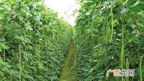 芸豆管理技术视频看看 芸豆的栽培技术视频