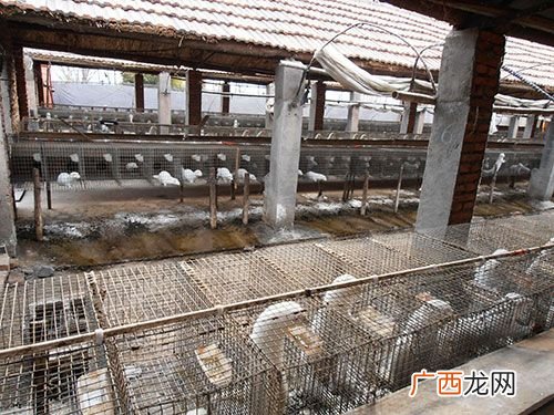 宠物貂好养吗? 水貂的养殖技术