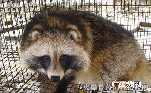 貉子最新养法 貉子配种技术视频