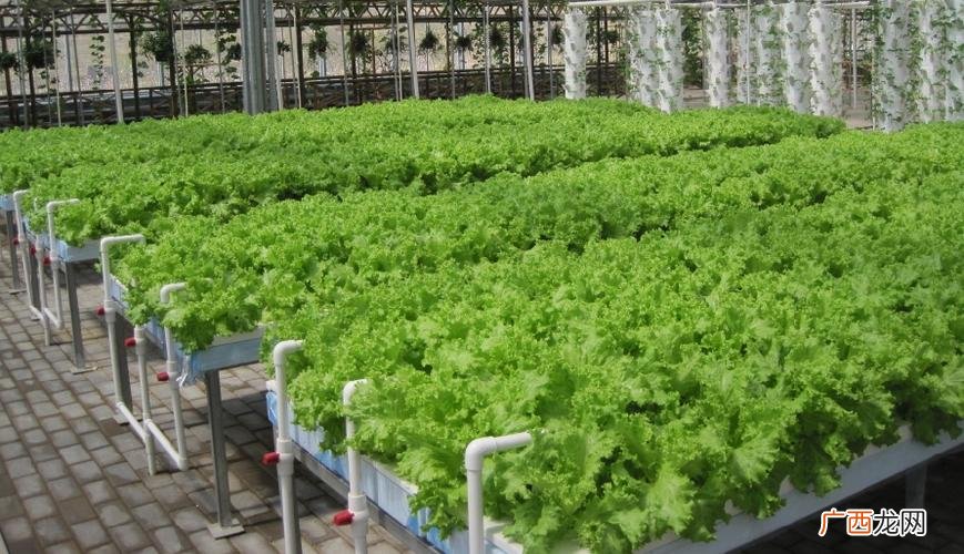 豆子种植技术和管理 大豆栽培实用技术