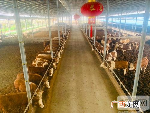 露天养牛技术视频 养牛技术视频免费下载