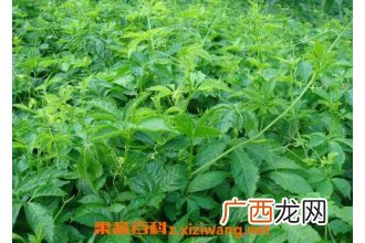 绞股蓝的功效与作用及药用价值