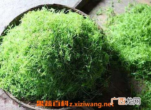 绞股蓝的功效与作用及药用价值
