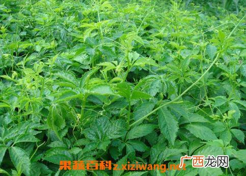 绞股蓝的功效与作用及药用价值