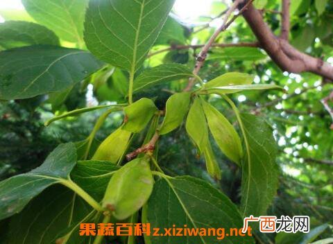 杜仲的功效与作用及药用价值