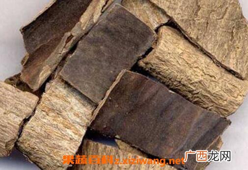 杜仲的功效与作用及药用价值