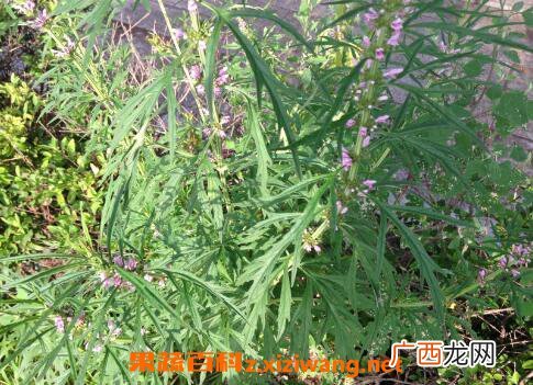 益母草的作用与功效