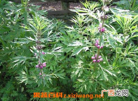 益母草的作用与功效