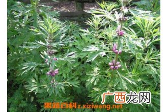 益母草的作用与功效