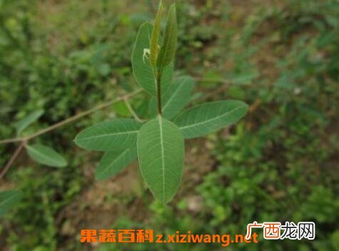 萝卜麻的作用和功效
