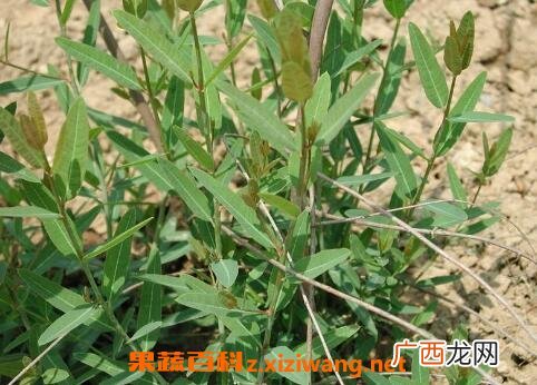 萝卜麻的作用和功效
