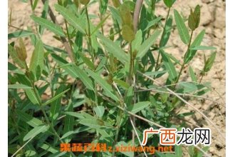 萝卜麻的作用和功效