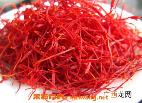 藏红花的副作用 藏红花的食用禁忌